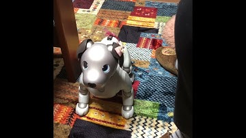 AIBO THE ROBOT DOG PART 2