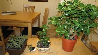 My Money Plant Collection