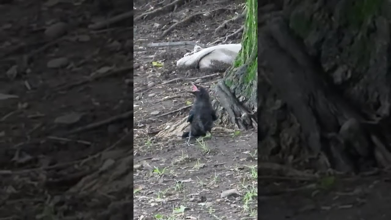 猛禽類vsカラス 子どもカラスがツミに襲われる ツミの鳴き声 Youtube