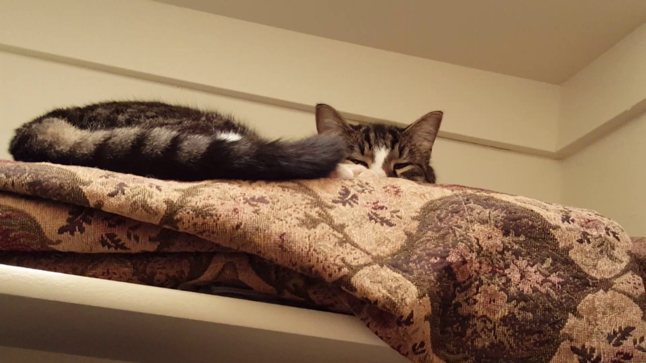 Cute cats stuck in closet YouTube