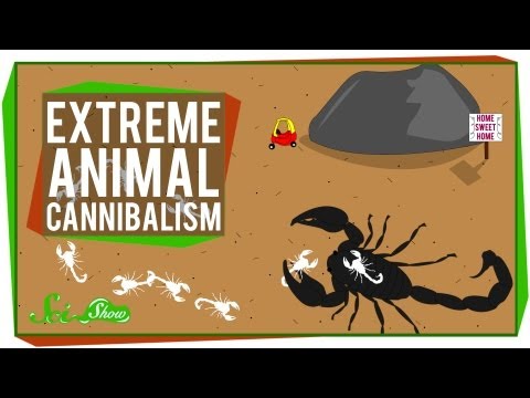 Extreme Animal Cannibalism thumbnail