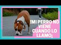 📣Mi perro NO ME HACE NI CASO cuando lo llamo. 5 ERRORES TÍPICOS!