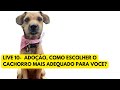 LIVE 10- Adoção responsável, como escolher o cachorro mais adequado para você?