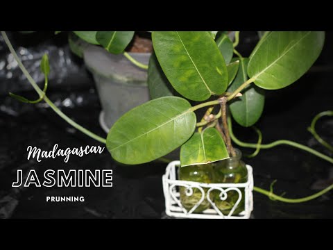 zimmerpflanze zwergpfeffer Peperomia Hope