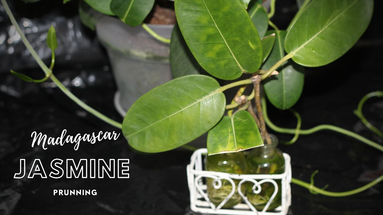 Pruning Madagascar Jasmine Grown Indoors YouTube