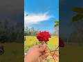 Tumpe Marte Hain 🥰 #lovestatus #rose #shorts