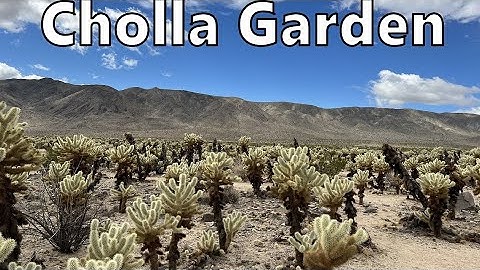 Driving through Joshua Tree