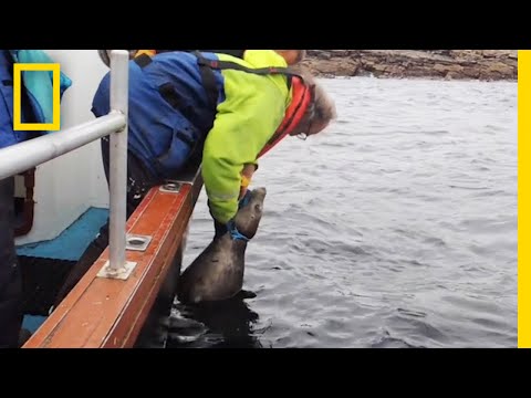 Watch: Rescuers Free Seal Trapped By Fishing Line | National Geographic