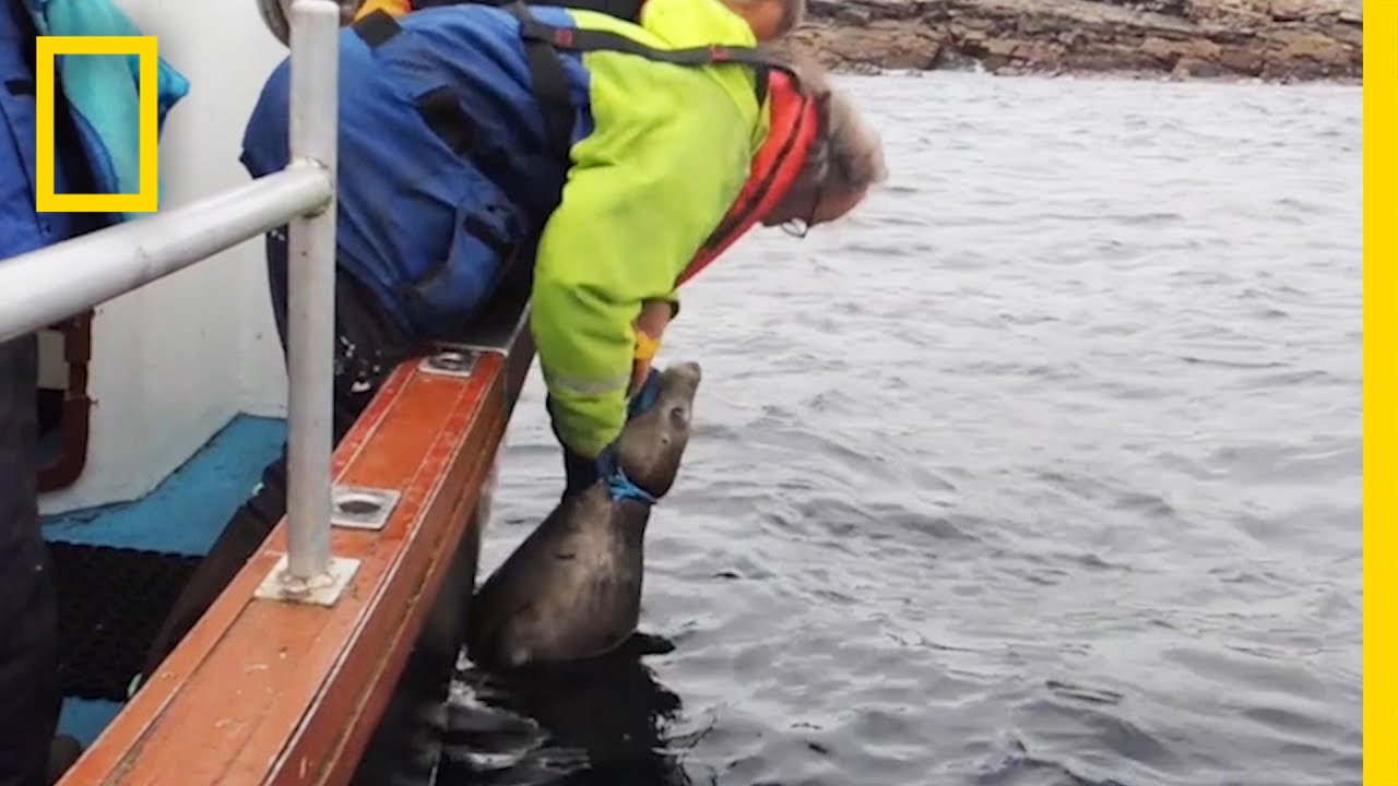 Watch Rescuers Free Seal Trapped By Fishing Line National Geographic