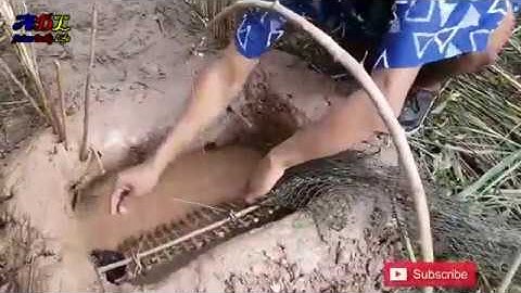 Amazing Smart Man Catch A Lot Of Turtle By Creative Deep Hole Turtle Trap With Branches