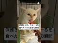 保護3日目、ちゅーるを食べてくれた瞬間　　#保護猫　#猫　#ねこ　#感動　#かわいい猫