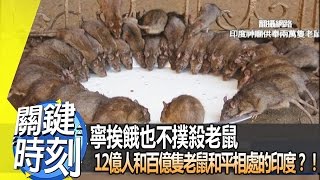 寧挨餓也不撲殺老鼠 12億人和百億隻老鼠和平相處的印度?!2014年第1774集 2200 關鍵時刻
