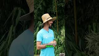 Bamboo: The Ultimate Guide for Homesteaders & Beyond
