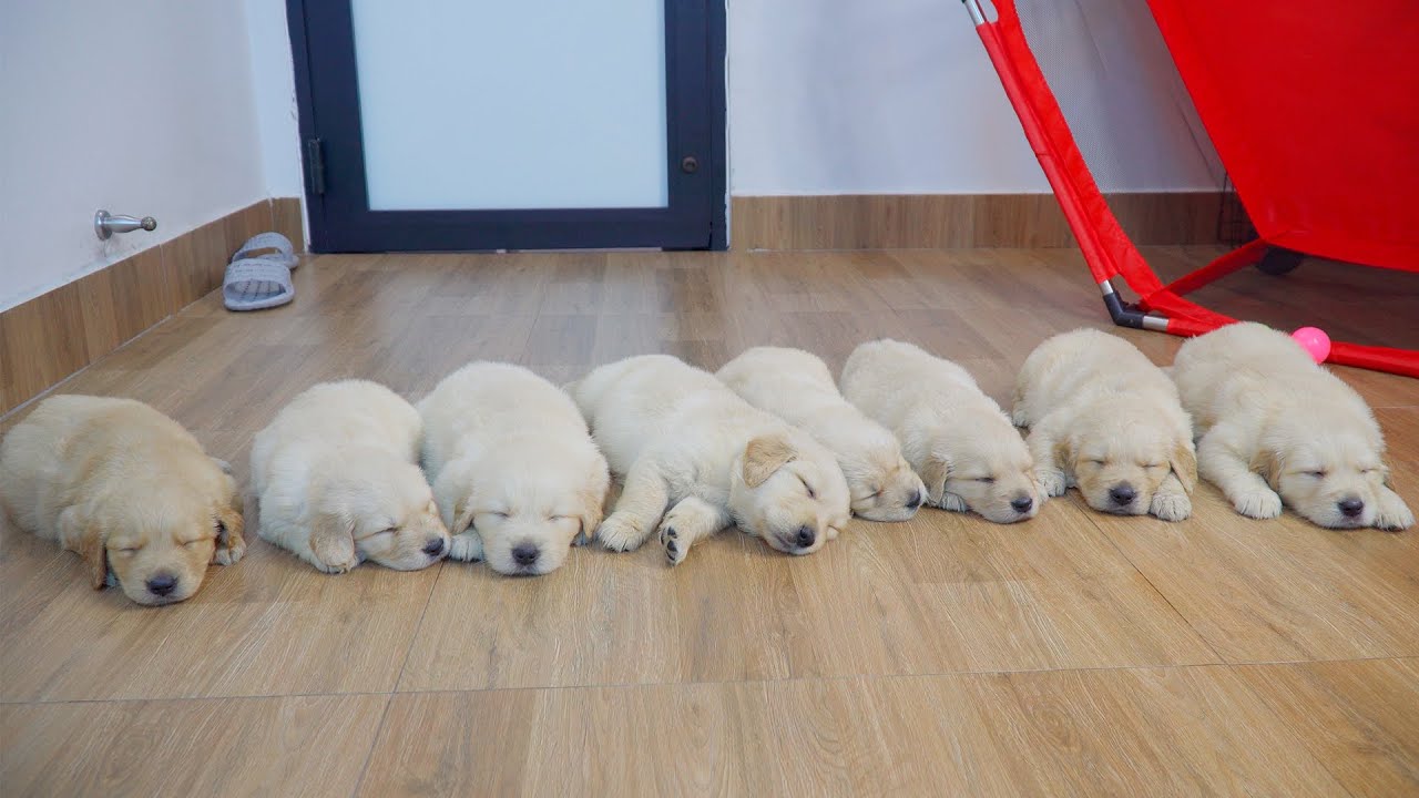 8 One Month Old Golden Retriever Puppies Sleeping Peacefully Together