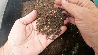 Light Harvesting Worm Castings- Red Wigglers