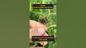 Kẻ thù của loài rắn #kienthuc  #shorts #kienthuc #facts #xuhuong #viral