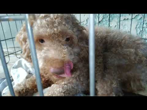 Video: Paano Mag-aalaga Ng Mga Toy Poodle