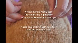 TCVM acupuncture for a dog having spinal complications