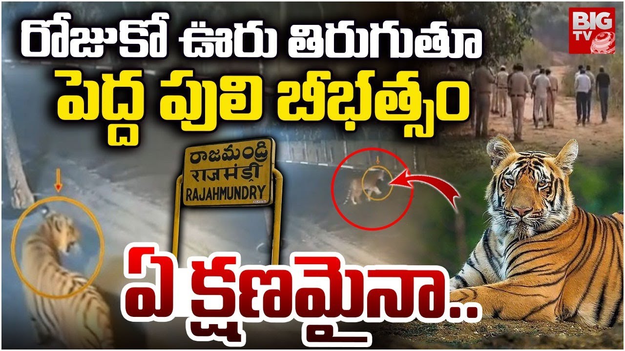 Tiger Hulchul In East Godavari District | Tiger Updates | Tiger on Road | Rajahmundry Tiger | BIGTV