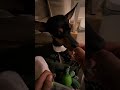 Chihuahua Meal Time + Scratches #Shorts #Chihuahua #CuteDog #ASMR