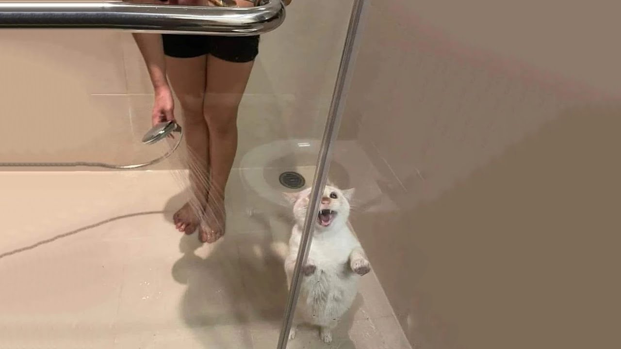 Moments Of Furry Animals That Will Make You Laugh 🐱 Funny Cats Videos 2025 Part 65