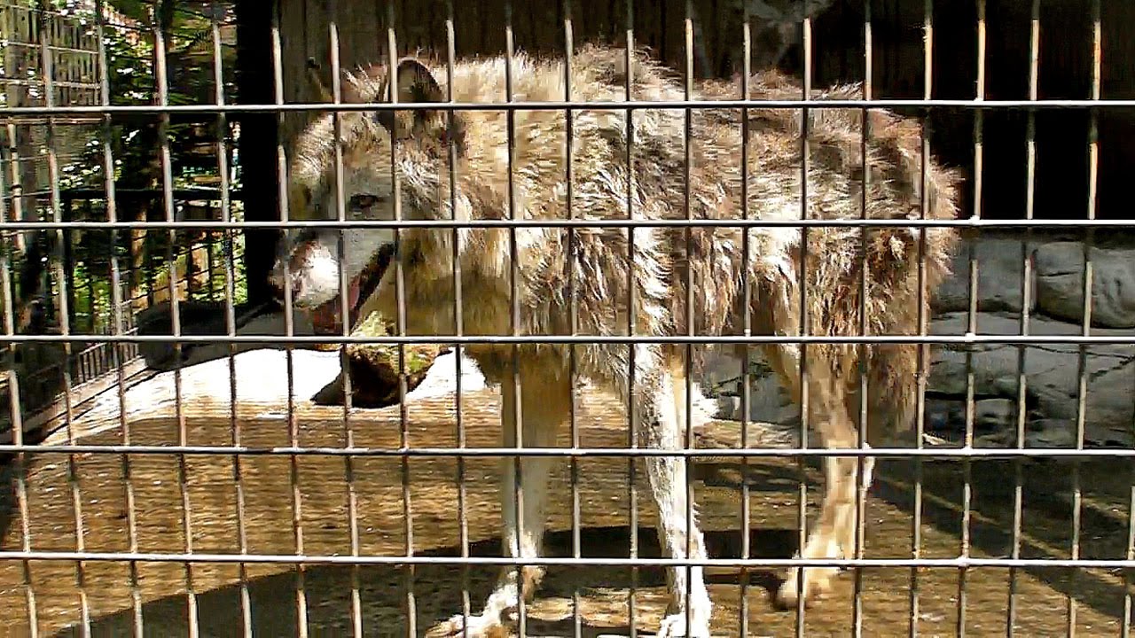 シンリンオオカミ オーク 羽村市動物公園12 Eastern Timber Wolf Youtube