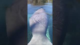 The best part about Winter? It’s Manatee Season at the Springs! Come join a Manatee tour. #manatee