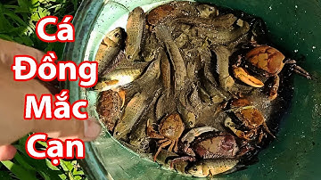 Bắt Cá Đồng Mắc Cạn Trên Cánh Đồng Nước Rút (Cá rô đồng & Cá lóc đồng) | BL Tây Nguyên