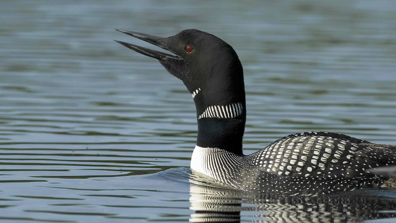 OFFICIAL VIDEO) LOON CALLS AT NIGHT / COMMON LOON VOICES 