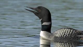 Voices: Common Loon screenshot 2