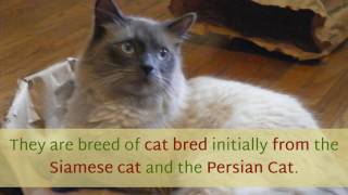 12 Interesting Facts You Should Know About Himalayan Cat
