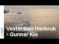 Vesterlen havbruk  gunnar klo