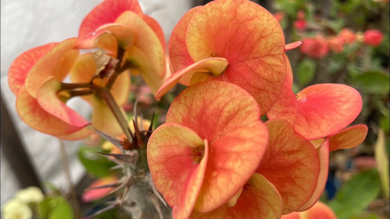 CUANDO Y COMO CORTAR LAS HOJAS?🌱