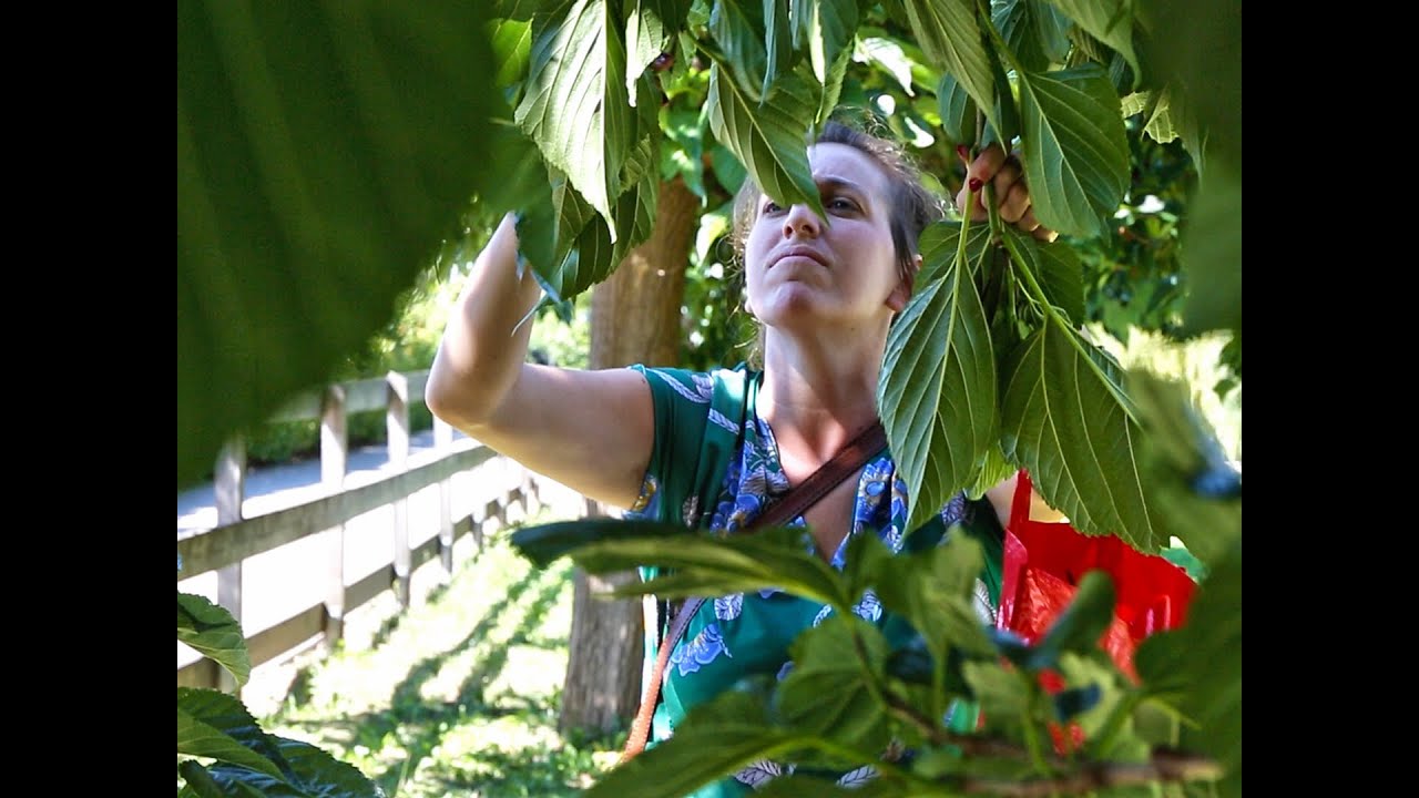 Südtirol | was uns bewegt | Wie man mit Pflanzen färbt