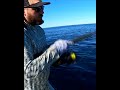 A mysterious fish from the deep