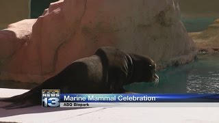 Albuquerque BioPark celebrates marine mammals