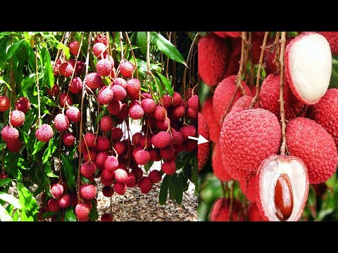 Video: Jarak Pohon Buah - Pelajari Tentang Persyaratan Ruang Untuk Pohon Buah Di Kebun