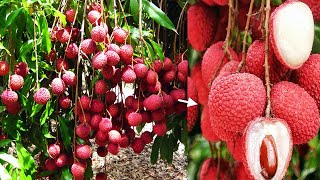 Cara Menanam LECI Di Dataran Rendah Agar Cepat Berbuah - How to Grow Lychee