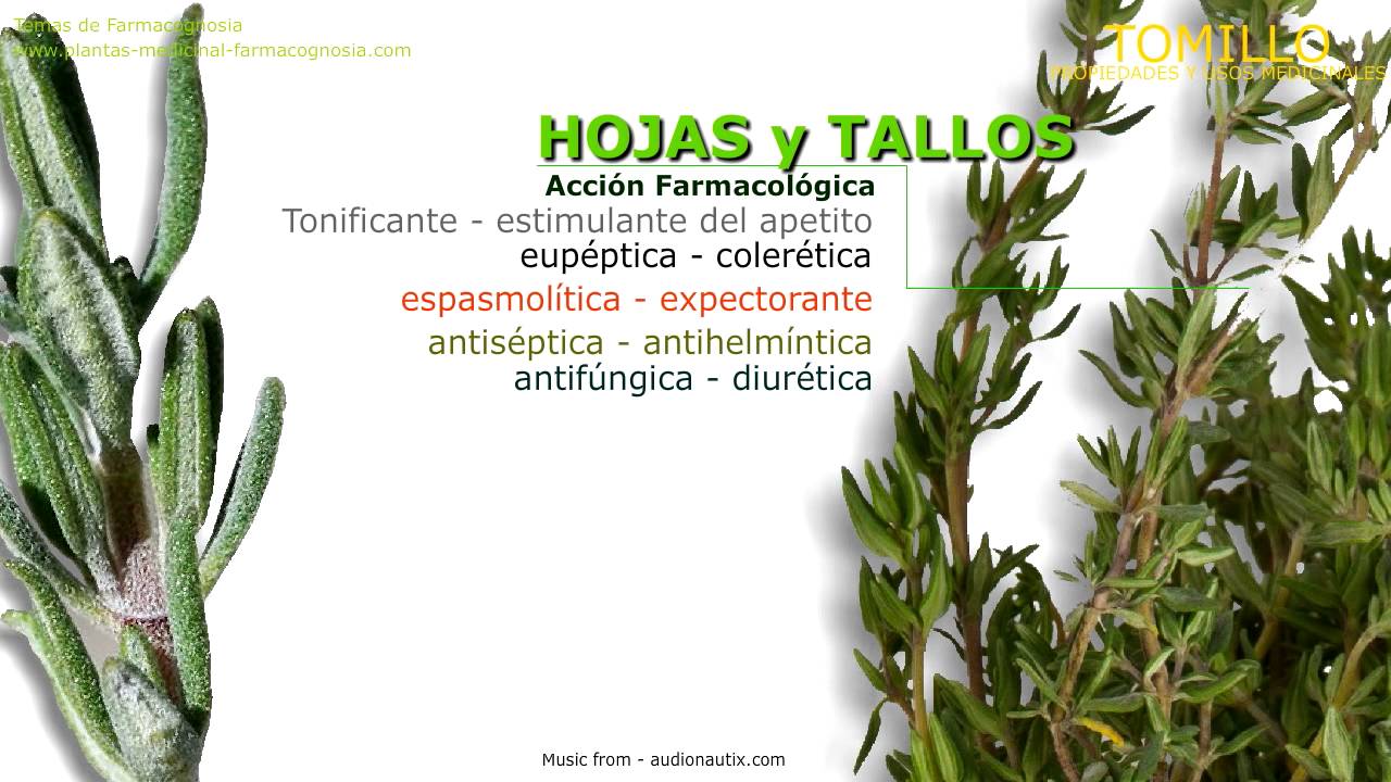 Tomillo Planta Aromatica Y Medicinal Noticia Global