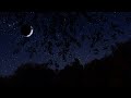 Breezy autumn night  binaural nighttime fall ambience  10 hours  nature sleep sounds