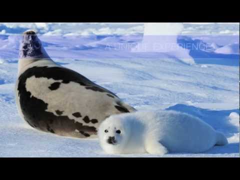 Seal Observation - Tourisme Îles de la Madeleine