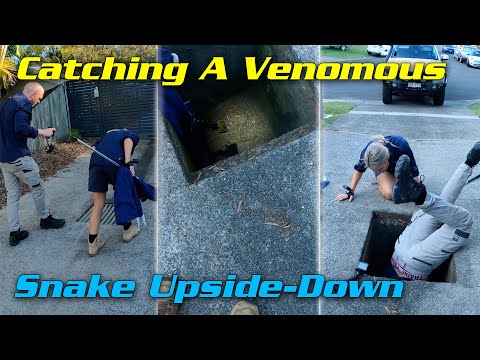 Catching A Venomous Snake Upside-Down In Pit Drain!