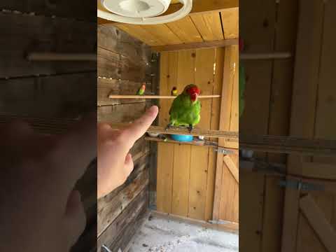 Inséparable Taranta amicale #cute #pet #طائر #bird #lovebirds #love #funny #parrot #zen #inseparable