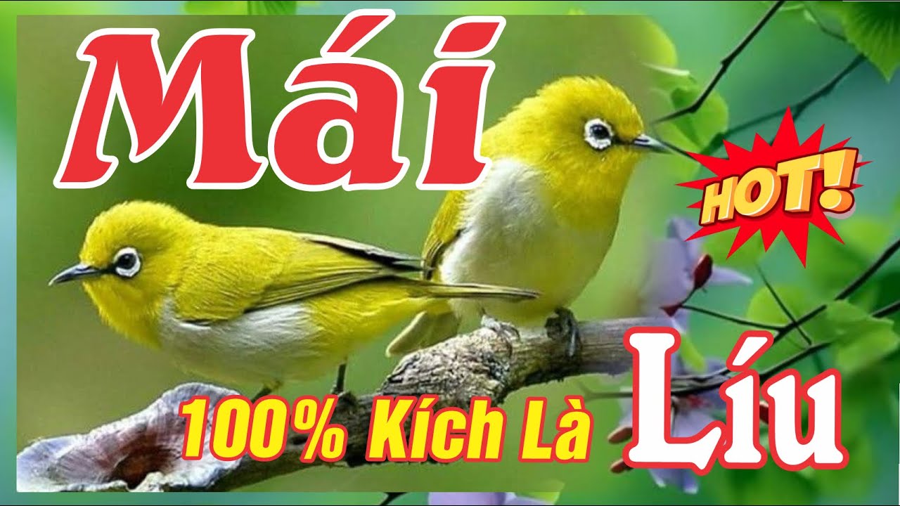 Khuyên Mái Kích Trống Nhanh Căng Lửa - Cách Kích Mộc Sổ Giọng Líu Căng - Kích Là Líu