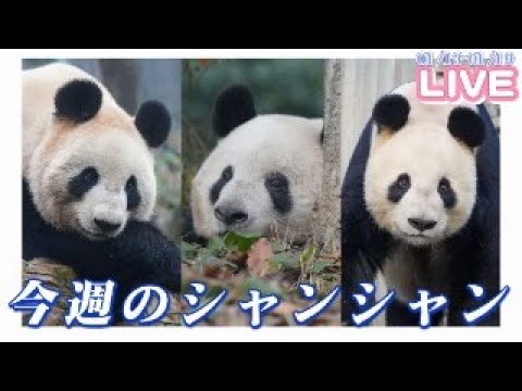 今週のシャンシャン - YouTube