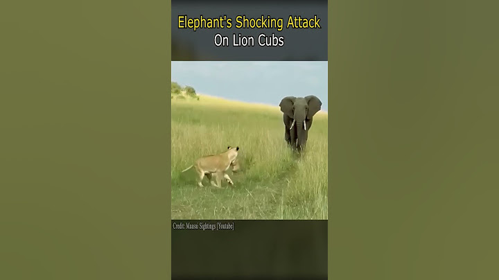 Elephant's Shocking Attack on Lion Cubs