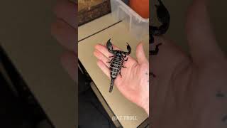 Shocking Animals Transformation!