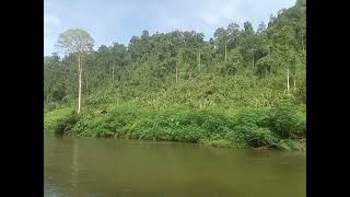 air dan tanaman #river #inaturalist  #mountains #panorama #landscape #borneo #kalimantan  screenshot 5