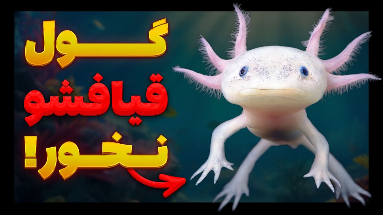 چرا و چگونه این جاندار مغزش رو بازسازی میکنه؟ آکسولوتل کیه؟