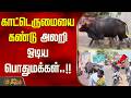 காட்டெருமையை கண்டு அலறி ஓடிய பொதுமக்கள்..!! Ramanathapuram wild bison
